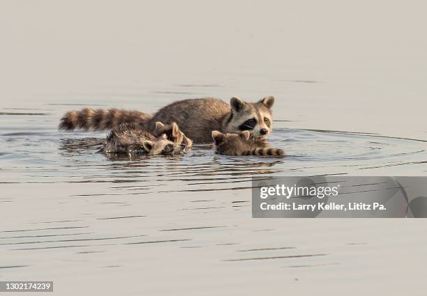 Spring Racoon Lake 44 Raccoon Lake Stock Photos, High-Res Pictures, and Images - Getty Images