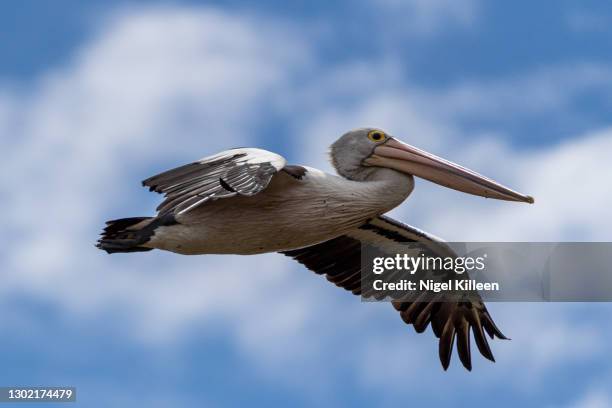 australian pelican in flight, south australia - murray river stock pictures, royalty-free photos & images