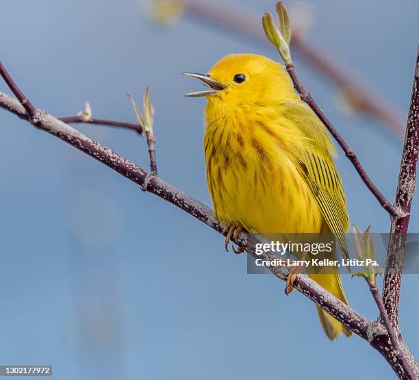 bright yellow warbler during the spring migration in pennsylvania - luì foto e immagini stock