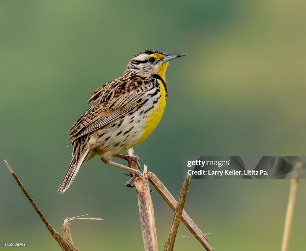 A male Eastern Meadowlark perched on a corn stalk