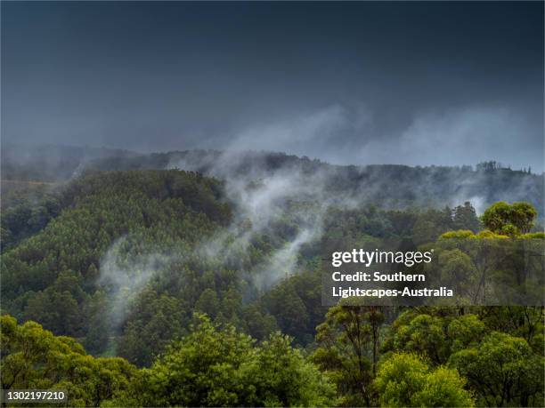 summer rain and mist in the balook forest, south gippsland, victoria. - gippsland imagens e fotografias de stock