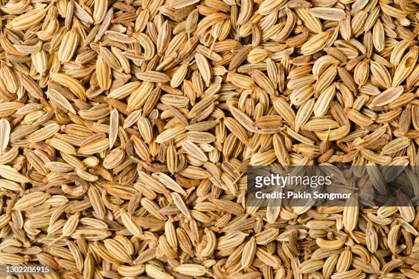 top view fennel seeds background. food background - cumin - fotografias e filmes do acervo