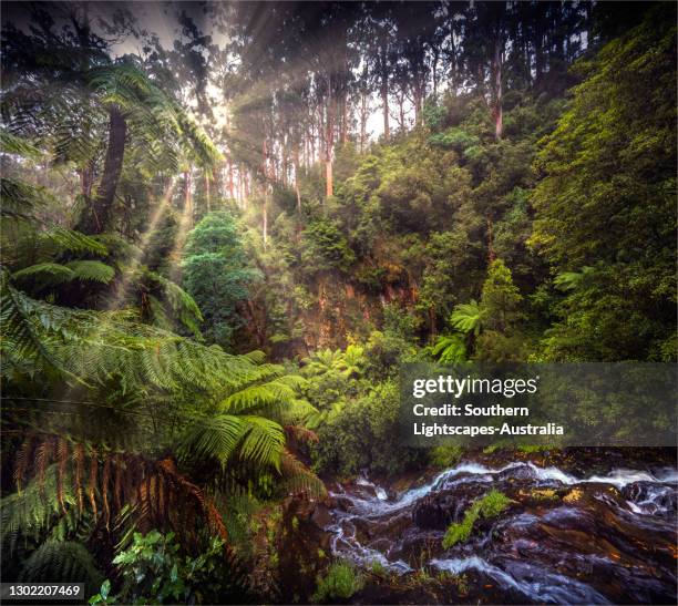 vivid summer green and wet moist conditions, in the magnificent tarra bulga national park, just north of yarram, in south gippsland, victoria. - gippsland stock pictures, royalty-free photos & images