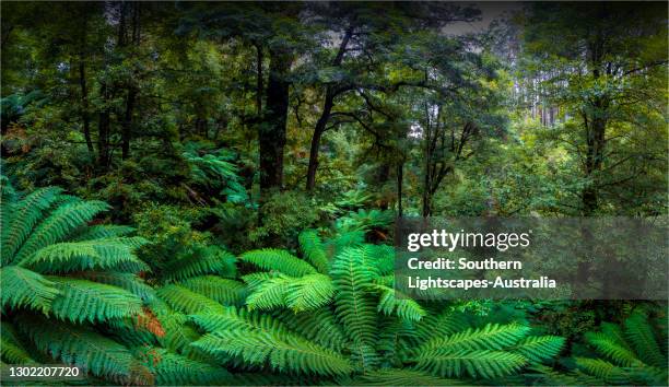 vivid summer green and wet moist conditions, in the magnificent tarra bulga national park, just north of yarram, in south gippsland, victoria. - gippsland stock-fotos und bilder