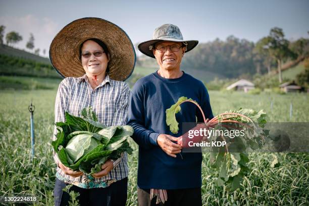 portrait of cheerful senior couple farmer with cabbage and red radish holding in farming fields during harvesting season. - thai ethnicity fotografías e imágenes de stock