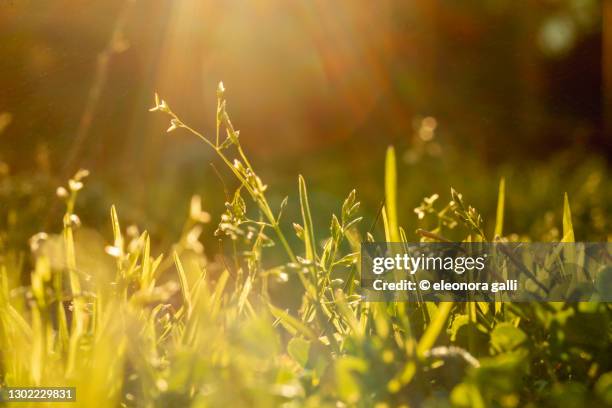 blades of grass illuminated by the sun - blades of grass foto e immagini stock