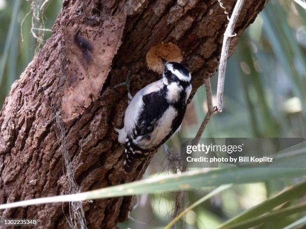 downy woodpecker - woodpecker stock pictures, royalty-free photos & images