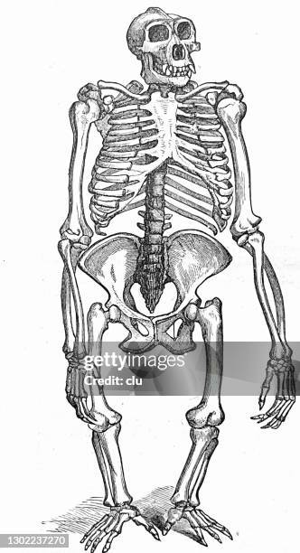Monkey Backbone 254 Monkey Anatomy Stock Photos, High-Res Pictures, and Images - Getty ...