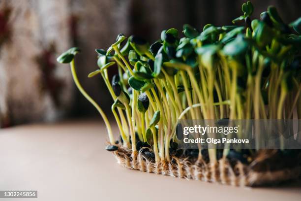 microgreen / sunflower seeds with root system close up. home microgreens cultivation. healthy eating concept. sustainable lifestyle. - microgreens stock pictures, royalty-free photos & images