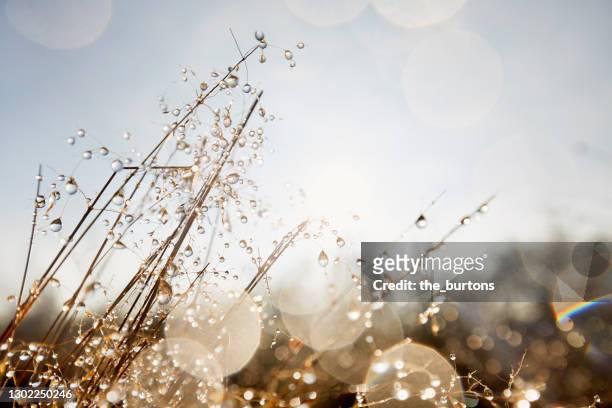 dry grasses with many dewdrops in the morning against sky - dew foto e immagini stock