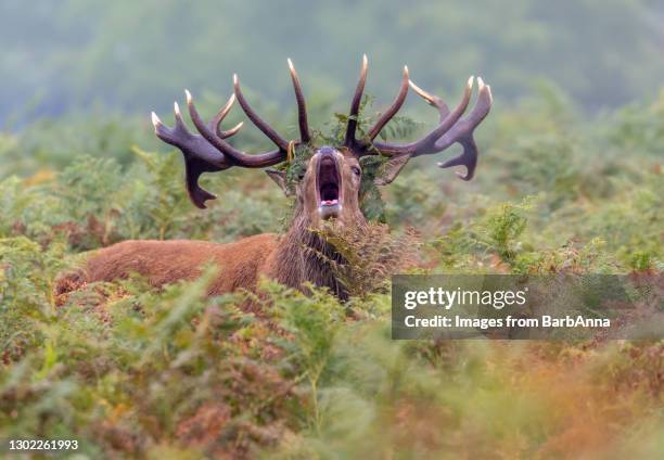 Roaring Deer Photos and Premium High Res Pictures - Getty Images