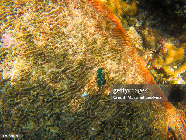 big structure of pseudodiploria strigosa symmetrical brain coral (pseudodiploria strigosa genus platygyra a member of stony corals order scleractinia) with a little boring giant clam (tridacna crocea) - boring clam stock pictures, royalty-free photos & images