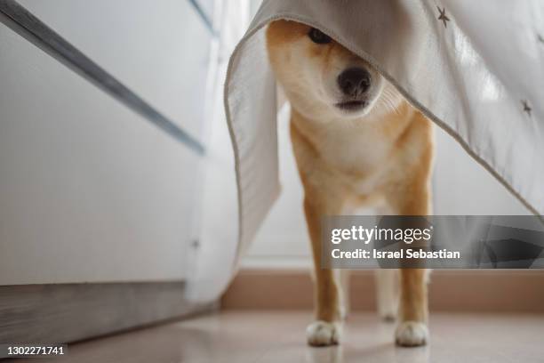 close-up image of a shiba inu dog entering the house with the curtain covering half of it. it is looking at the camera - cute shiba inu puppies stock pictures, royalty-free photos & images