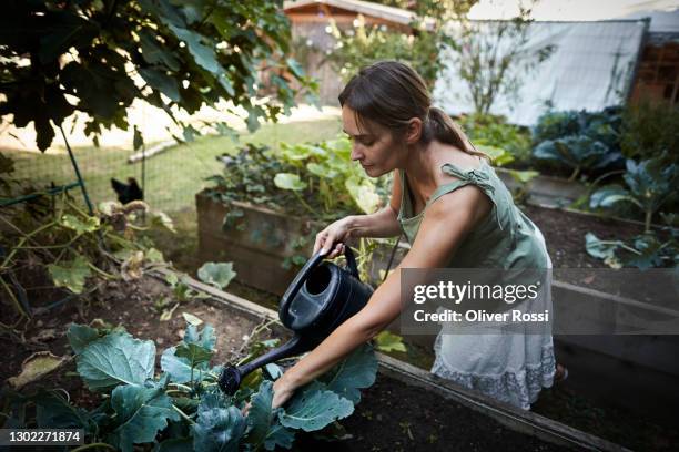 woman watering cabbage in vegetable patch in garden - frau und garten und gemüse stock-fotos und bilder