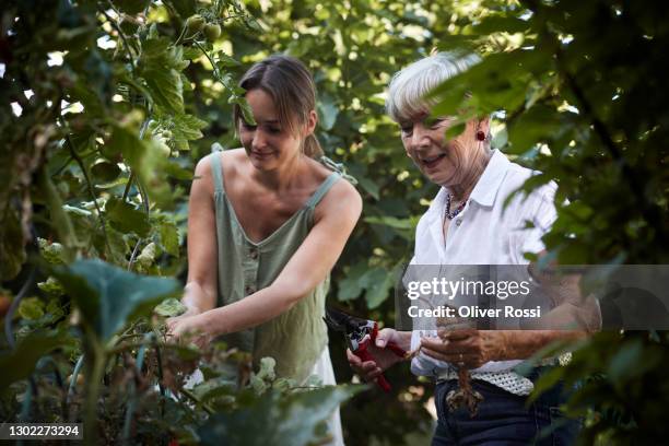 senior woman and adult daughter caring for tomato plant in garden - mature adult gardening stock pictures, royalty-free photos & images