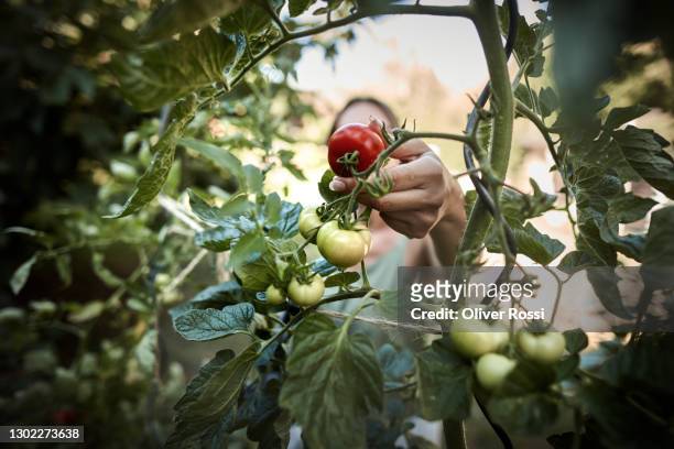 woman picking tomato from plant in garden - orto foto e immagini stock