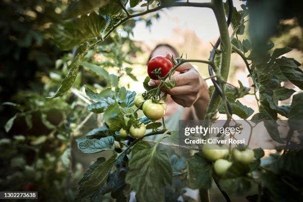 woman picking tomato from plant in garden - vegetable garden imagens e fotografias de stock