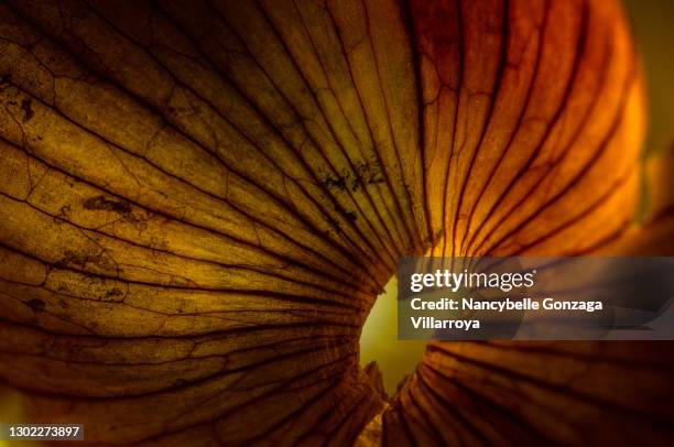 close up of golden onion skin - cortar cebola imagens e fotografias de stock