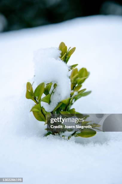 buchsbaum im schnee - zerbrechlichkeit stock pictures, royalty-free photos & images