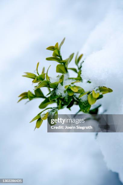 buchsbaum im schnee - blütenblatt stock pictures, royalty-free photos & images