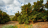 Andalusia mandarin plantation fruit orchards landscape  spain