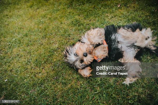 small yorkshire terrier puppy lying down on back on grass in back yard - terrier du yorkshire photos et images de collection
