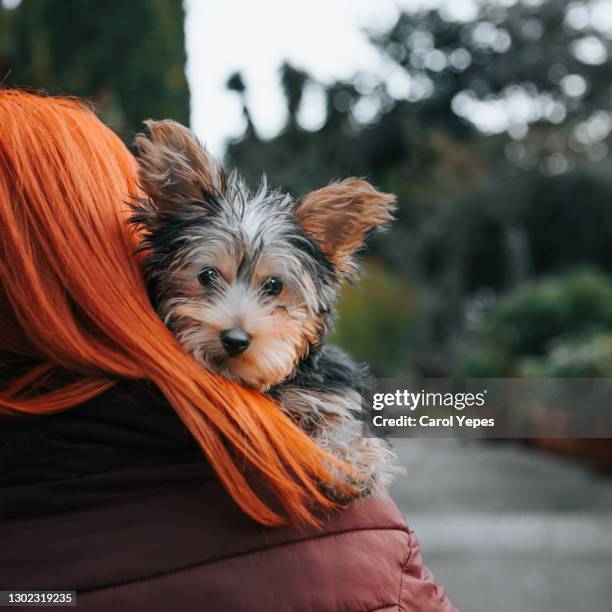 rear view woman carrying little yorkshire terrier on shoulders - yorkie stock pictures, royalty-free photos & images