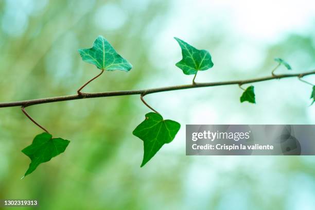 creeper in nature - liana stock pictures, royalty-free photos & images