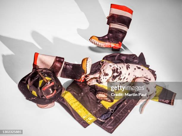 dalmation dog sitting on firefighter's suit - fireman uniform stock pictures, royalty-free photos & images