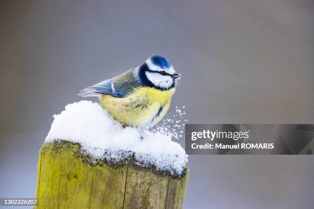blue tit - chapim imagens e fotografias de stock