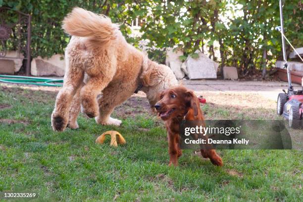 big goldendoodle and auburn irish setter puppy playing - rough housing stock pictures, royalty-free photos & images