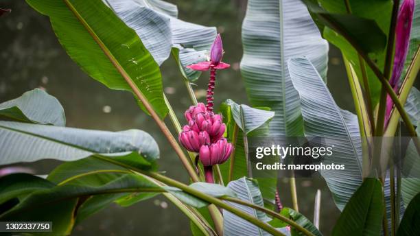 bananes roses, (musa velutina), hairy banana or pink banana. - wild bananas stock pictures, royalty-free photos & images