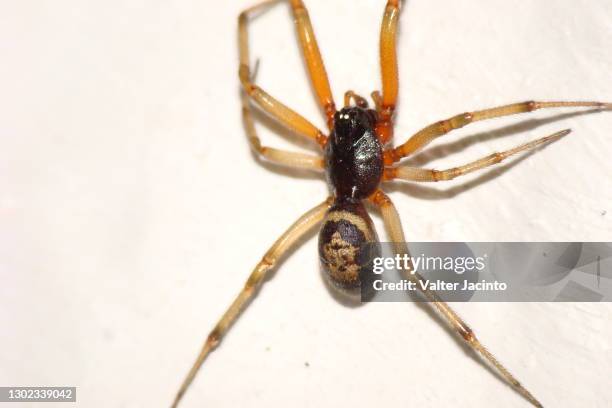 noble false widow (steatoda nobilis) - false widow spider stock pictures, royalty-free photos & images
