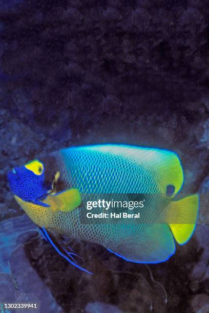 yellow-mask angelfish - pomacanthus xanthometopon stock pictures, royalty-free photos & images