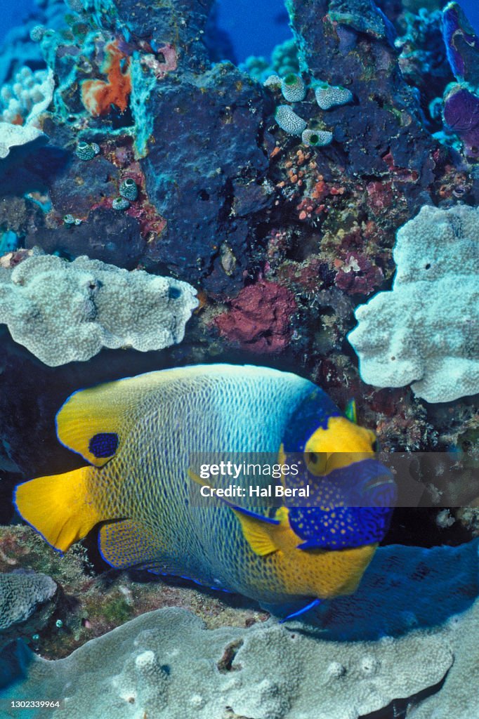 Yellow-Mask Angelfish