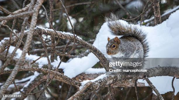 écureuil gris, (sciurus carolinensis), östlig grå ekorre på vintern. - tajga bildbanksfoton och bilder