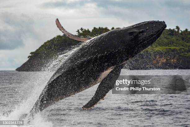 close up of humpback whale breaching and surface activity - whale jumping stock pictures, royalty-free photos & images