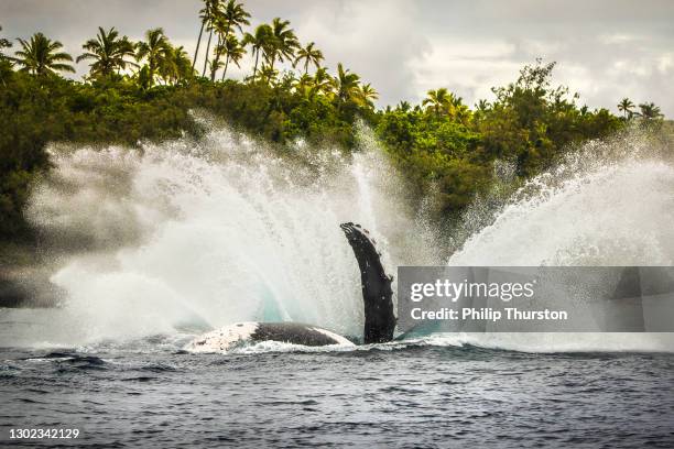 close up of humpback whale breaching and surface activity - photos of humpback whales stock pictures, royalty-free photos & images