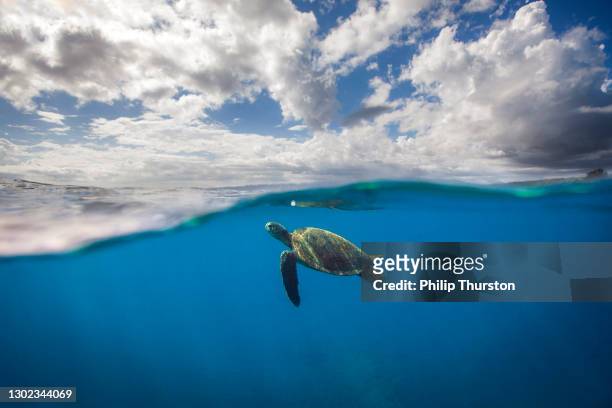 green sea turtle coming up for air in the deep blue ocean - sea life stock pictures, royalty-free photos & images