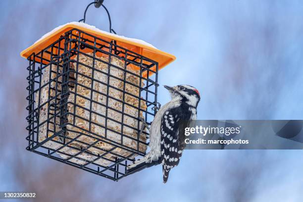 pic mineur sur une mangeoire, (dryobates pubescens), downy woodpecker on bird feeder. - hanging in garden photos et images de collection