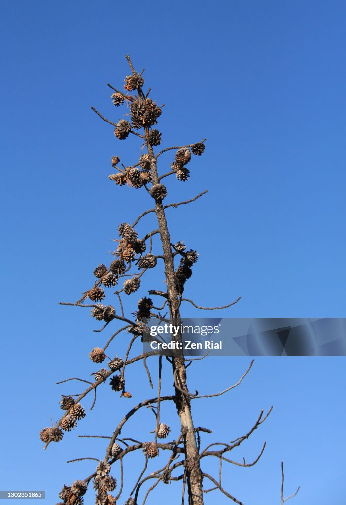 Pine nuts on a dead pine tree against blue sky in vertical format