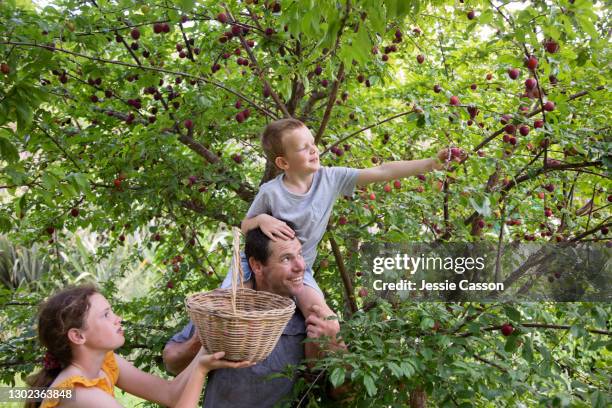 father and children harvesting plums - pflaumenbaum stock-fotos und bilder