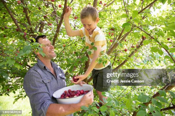 father and child harvesting plums - new zealand people stock pictures, royalty-free photos & images