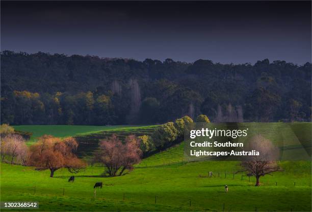 magnificent rural farming area in the leongatha district of fertile south gippsland, victoria, australia. - gippsland stock-fotos und bilder