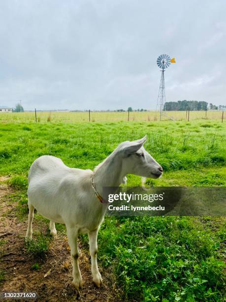 saanen female goat in a grass paddock - capra hircus stock pictures, royalty-free photos & images