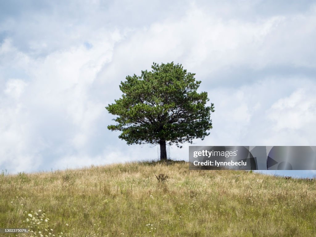 Eenzame Pijnboom op een Heuvel