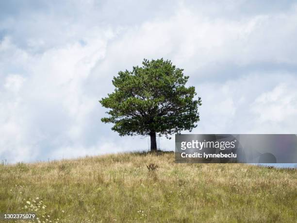 lone pine tree on a hill - single tree stock pictures, royalty-free photos & images