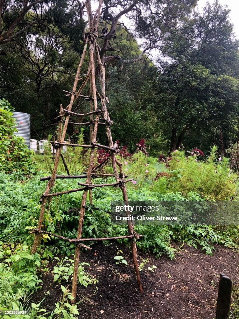 Garden teepee for climber beans