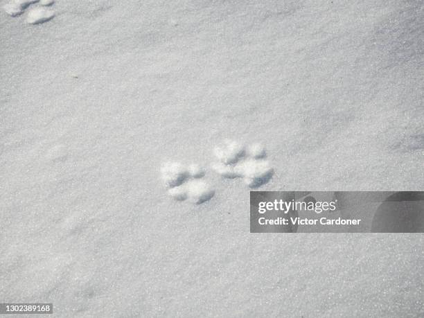 dog steps on the snow - partie du corps d'un animal photos et images de collection