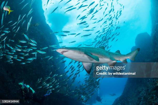 sand tiger shark, or grey nurse shark, swimming amongst a large school of fish at the shallow entrance to fish rock cave in south west rocks, nsw, australia. - sand tiger shark stock pictures, royalty-free photos & images